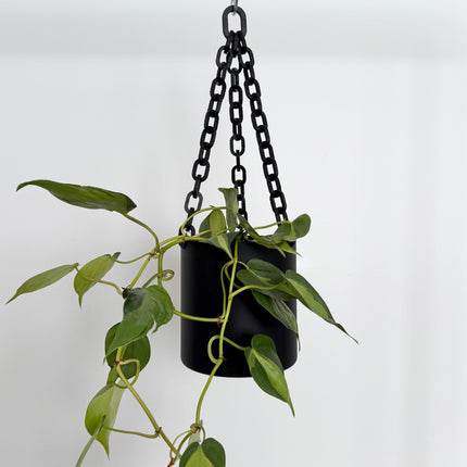 Black hanging planter with a green plant against a white background