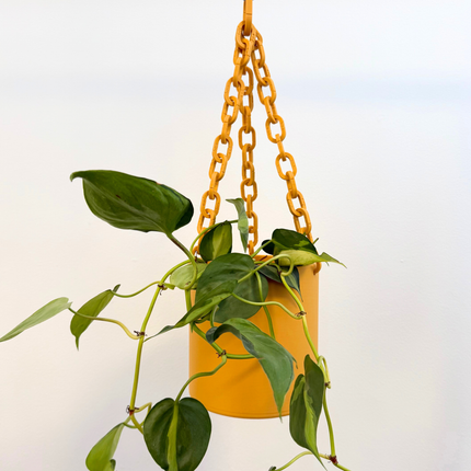 Hanging plant with a yellow pot and chain against a light background