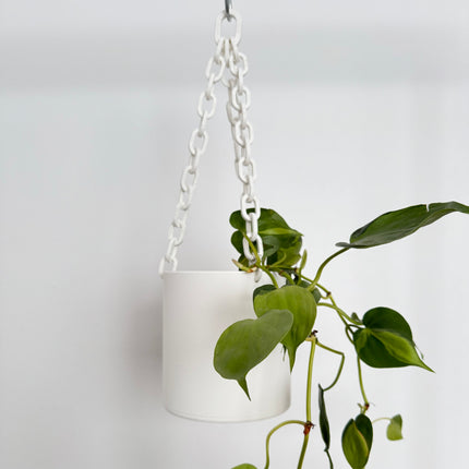 White hanging planter with a green plant on a light gray background