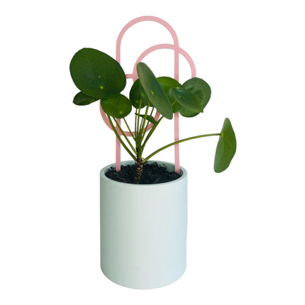4 Pack Plant Trellis, Circle Design, Pastel Colours