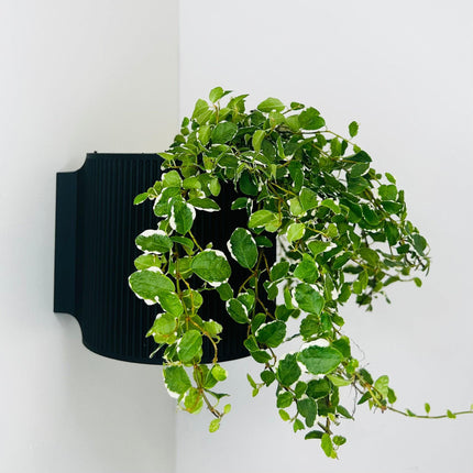 The Brunswick Wall Mounted Pot Planter in Black// With Drainage Holes // Screw Mounted // 2 Sizes