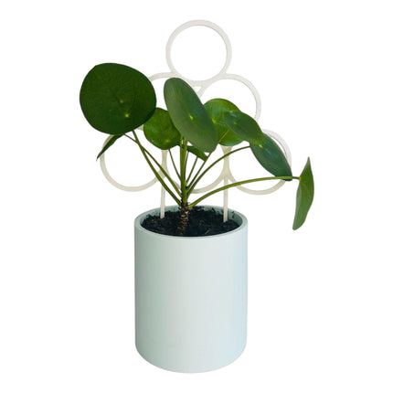 4 Pack Plant Trellis, Circle Design, Pastel Colours