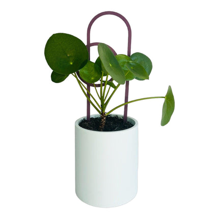 4 Pack Plant Trellis, Circle Design, Pastel Colours