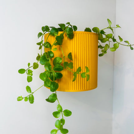 The Brunswick Wall Mounted Pot Planter in Matte Honey Yellow / 2 Sizes / Screw Mounted / No Drainage /