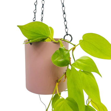 Matte Dusty Pink Elegant Hanging Planter, Available in 5 Sizes, No Drainage, 18'' Black Chain