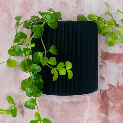 The Brunswick Wall Mounted Pot Planter in Black// With Drainage Holes // Screw Mounted // 2 Sizes